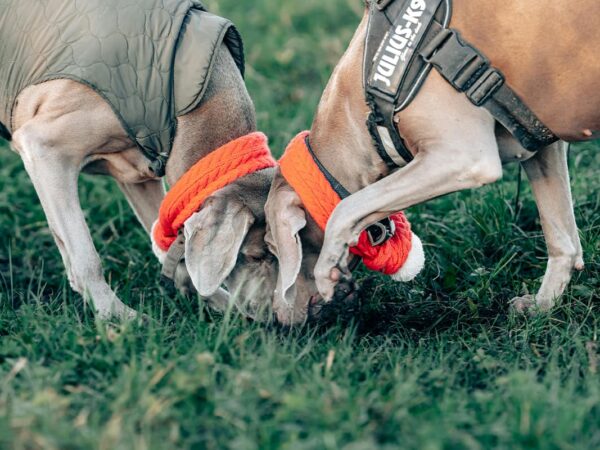 Pet Deaths Reported: A Call for Awareness and Action