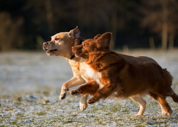 From Rescue to Ribbon: How Shelter Pets Are Winning at Competitions