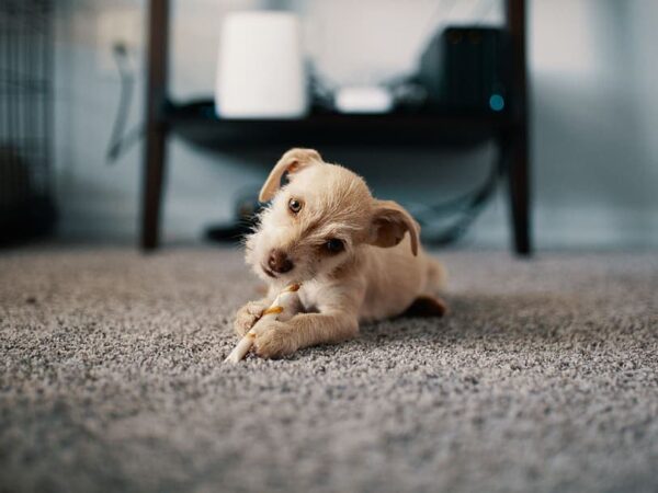 A Show as a Career Start: How Animals Become Stars of Advertising and Cinema