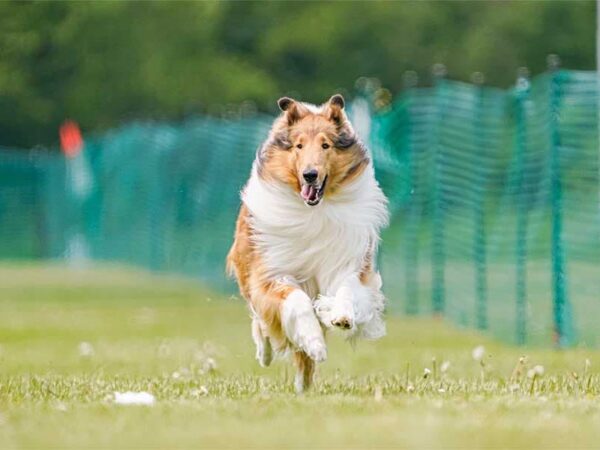 History of Cat and Dog Shows: From Early Exhibitions to Modern Events